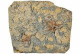 Plate With Three Fossil Brittle Stars (Ophiura) - Morocco #233114-1